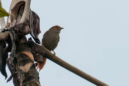 Image of Red-faced Spinetail