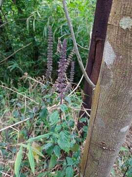 Plancia ëd Pogostemon menthoides Blume