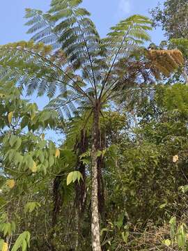 Image of West Indian treefern