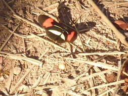 Image of Crimson Patched Longwing