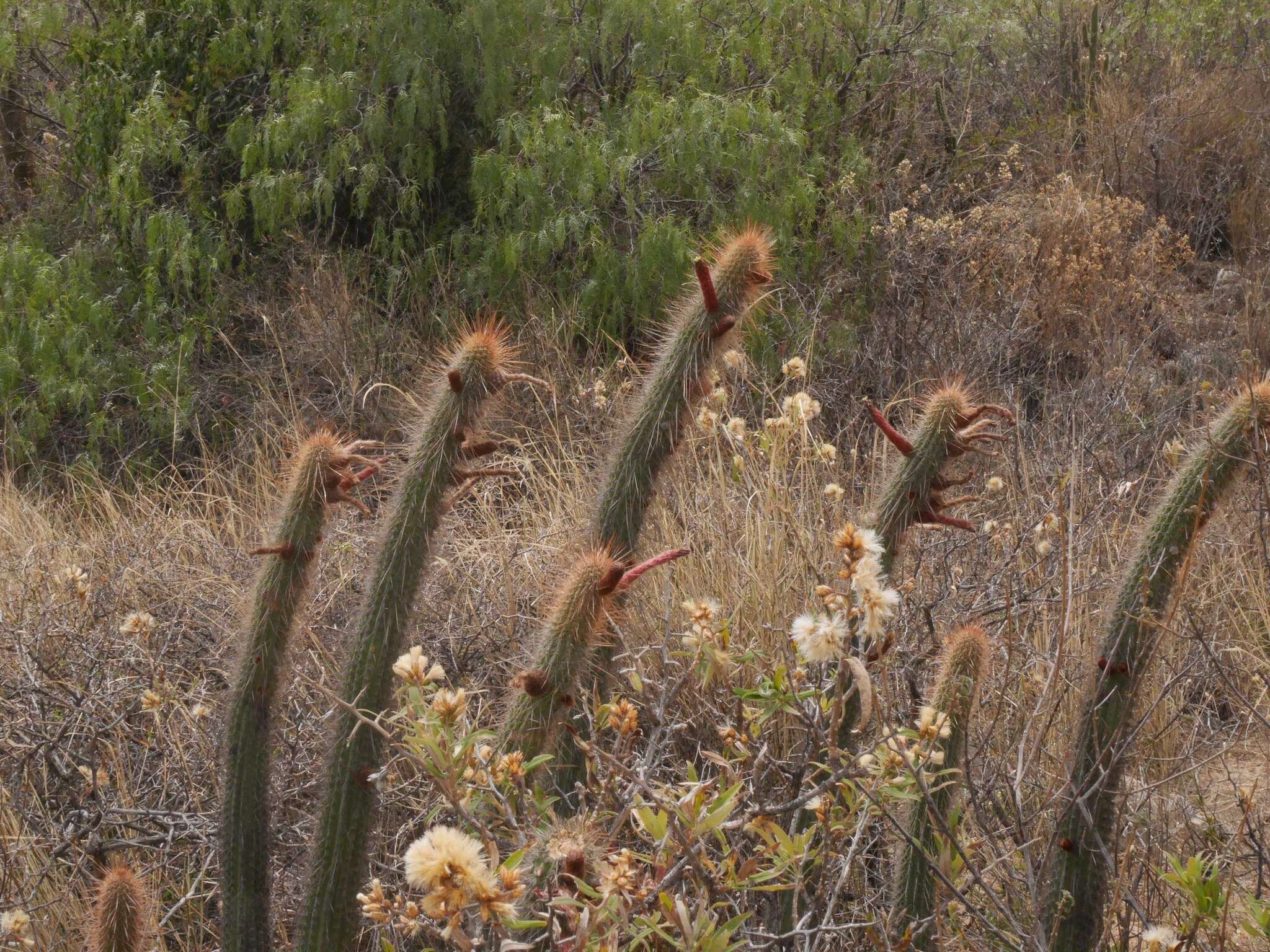 صورة Cleistocactus buchtienii Backeb.