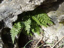 Image of Asplenium foreziense Le Grand ex Magnier