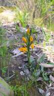 Image of Chloraea chrysantha Poepp.