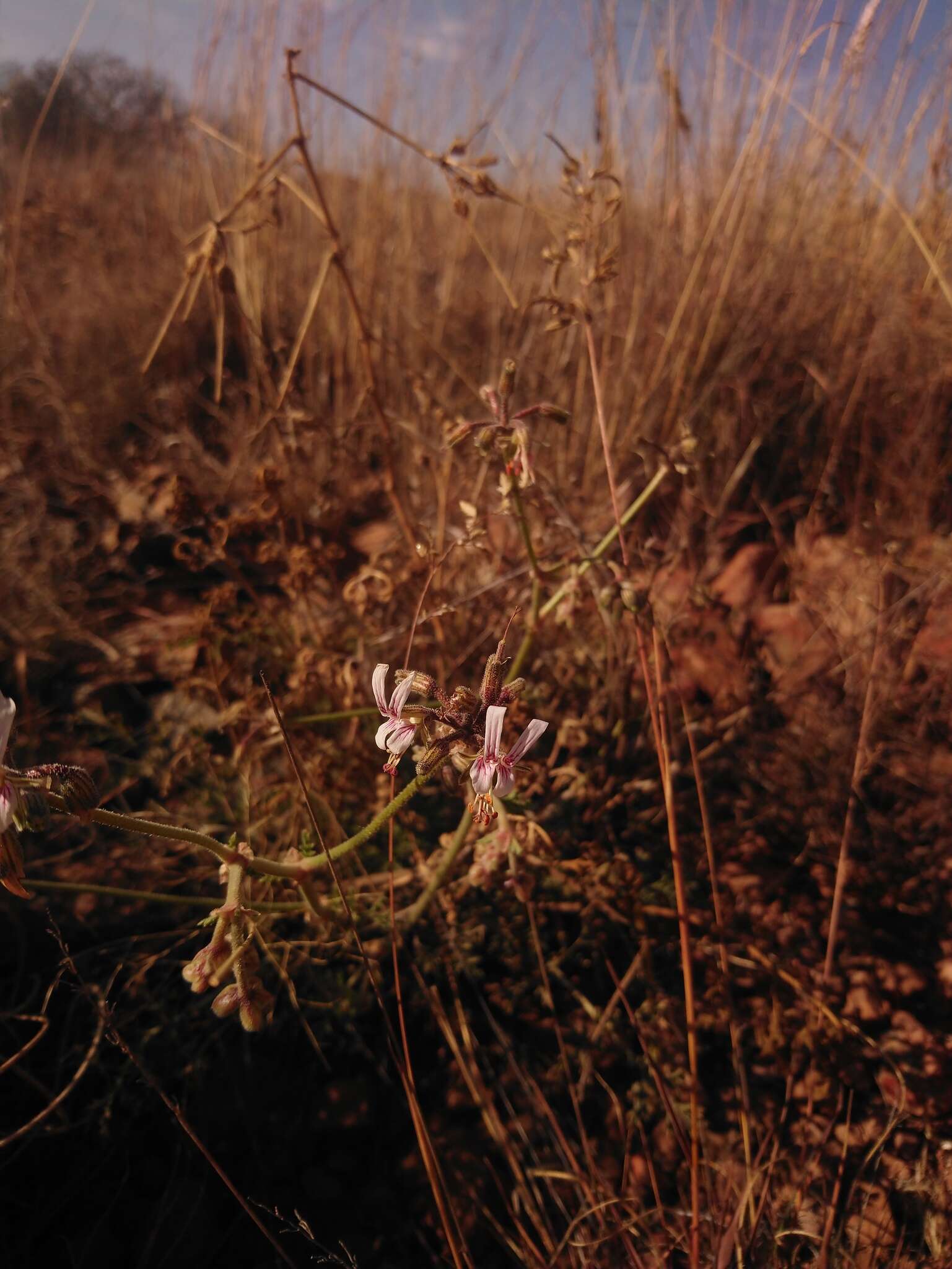 Image of Rock pelargonium