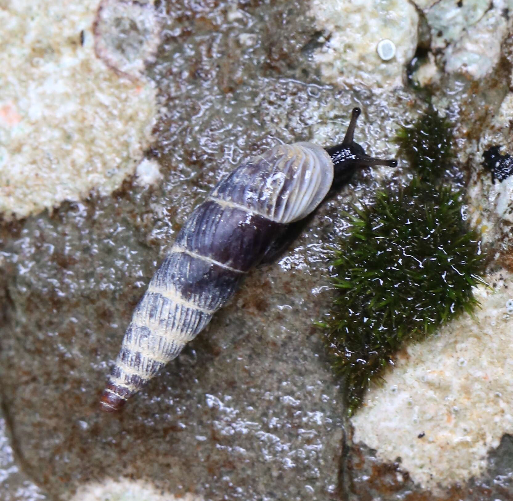 <i>Alopia lischkeana cybaea</i> (M. Kimakowicz 1894)的圖片