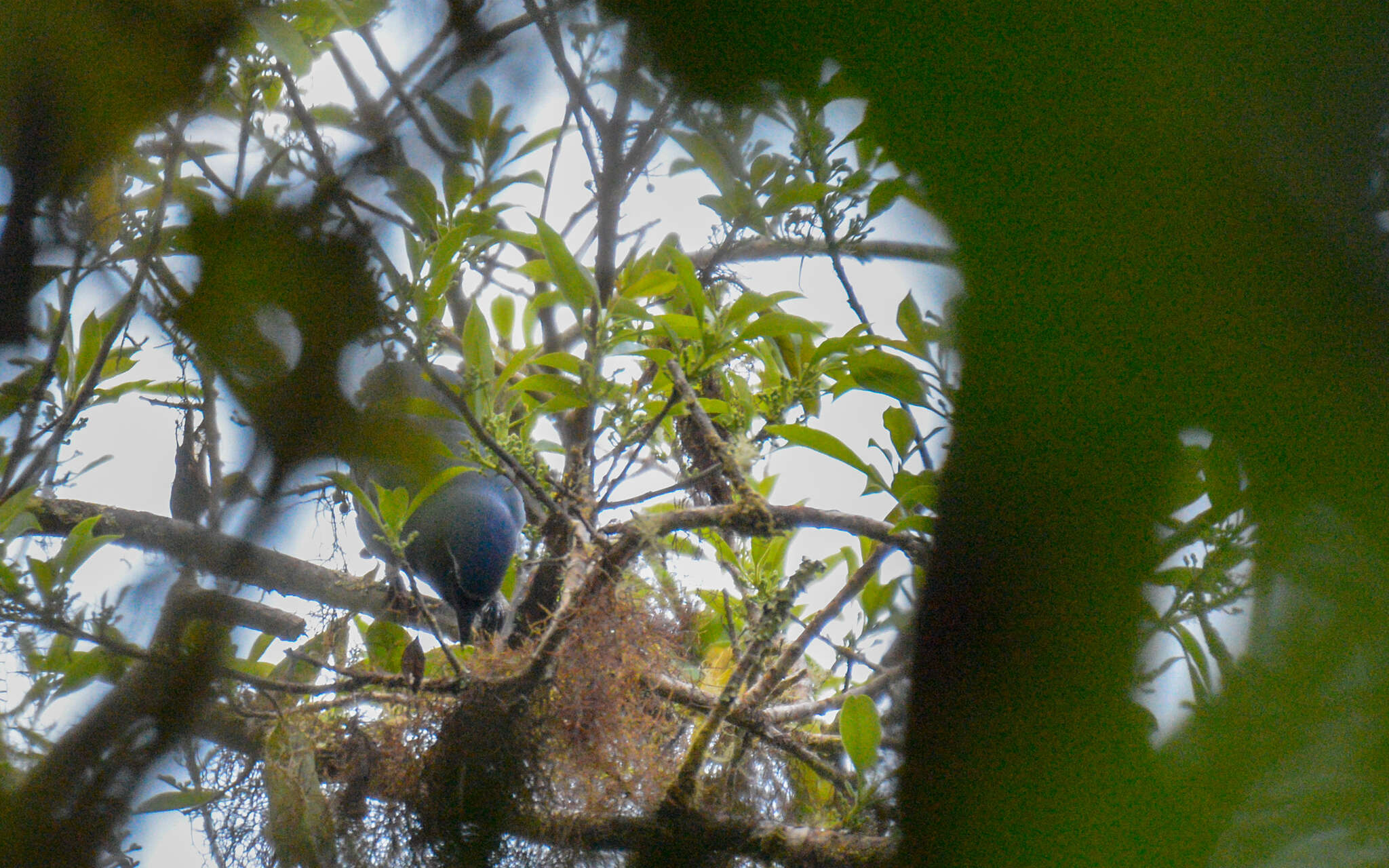 Imagem de Cyanolyca pumilo (Strickland 1849)