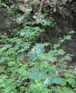 Pimpinella tripartita Kalenicz. resmi