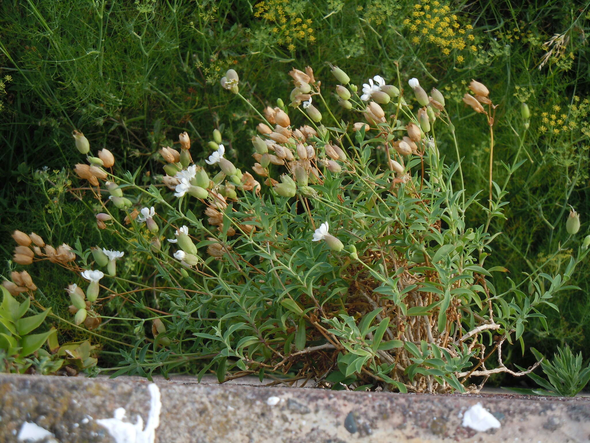 Image of Silene uniflora subsp. uniflora