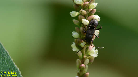 Image of <i>Panaorus albomaculatus</i>