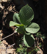 Image of Atadinus libanoticus (Boiss.) Hauenschild