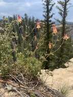 Слика од Aquilegia flavescens var. rubicunda (Tidestr.) S. L. Welsh