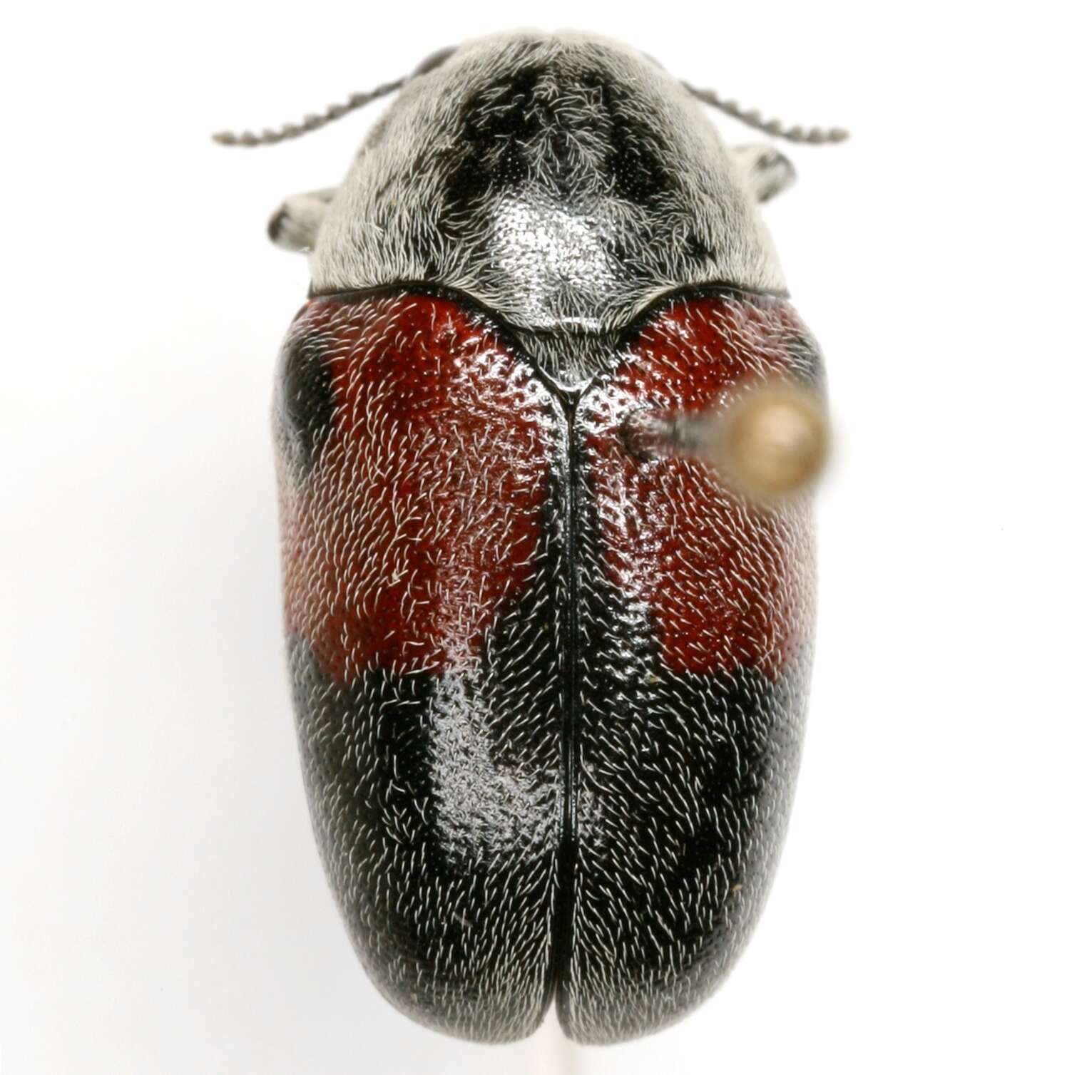 Слика од Megalostomis (Pygidiocarina) dimidiata Lacordaire 1848