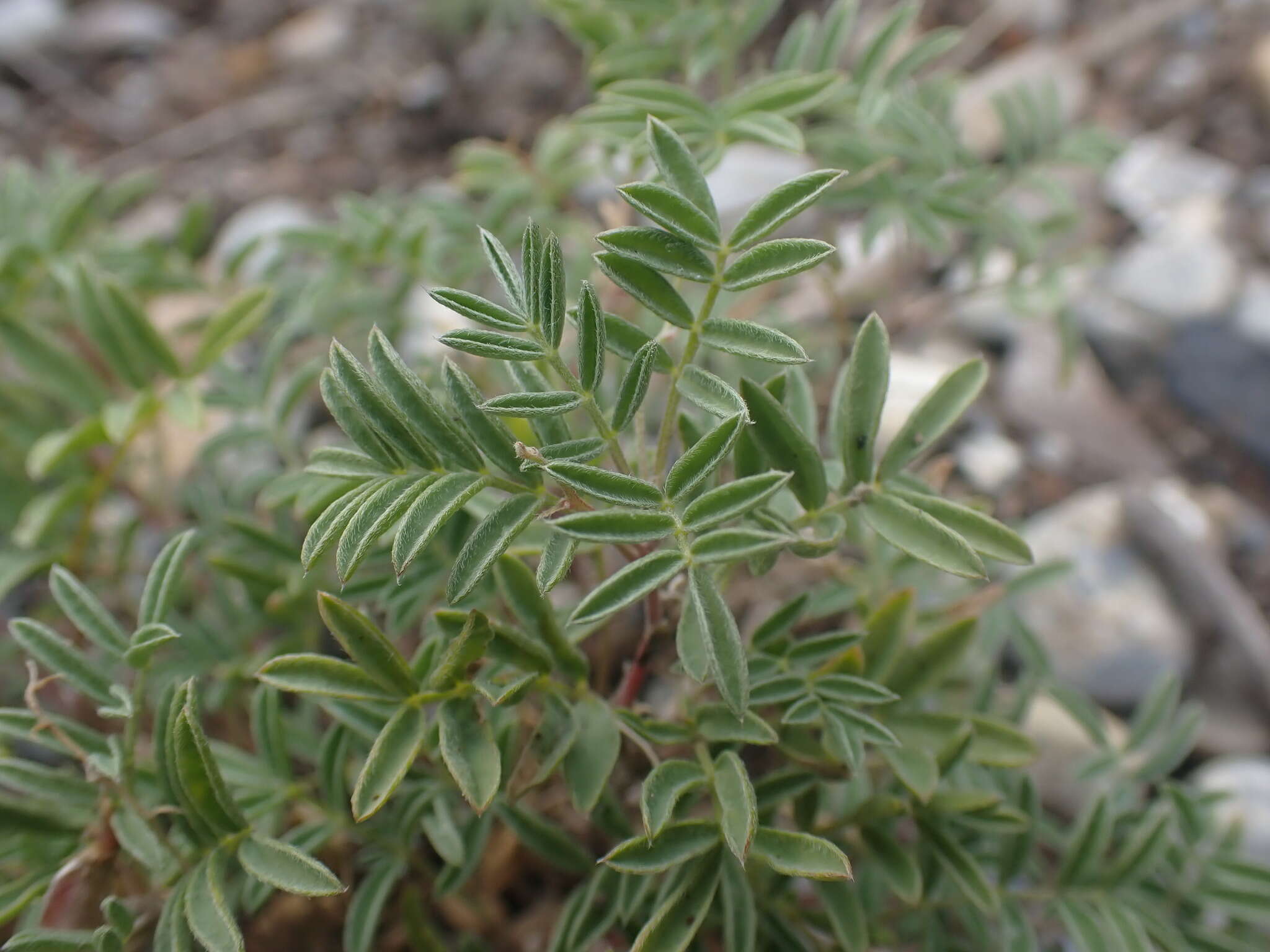 Plancia ëd Astragalus vexilliflexus Sheldon