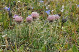 Imagem de Saussurea leucophylla Schrenk