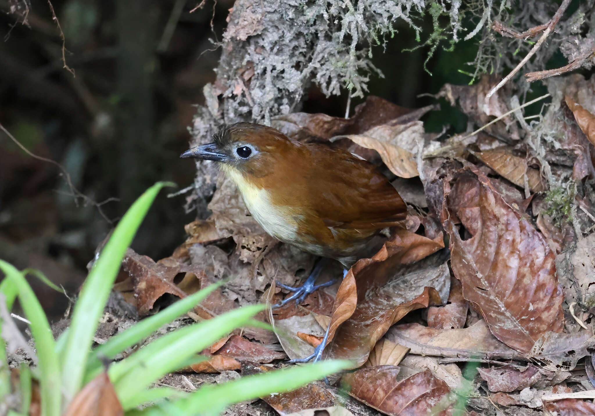 Image of Yellow-breasted Antpitta