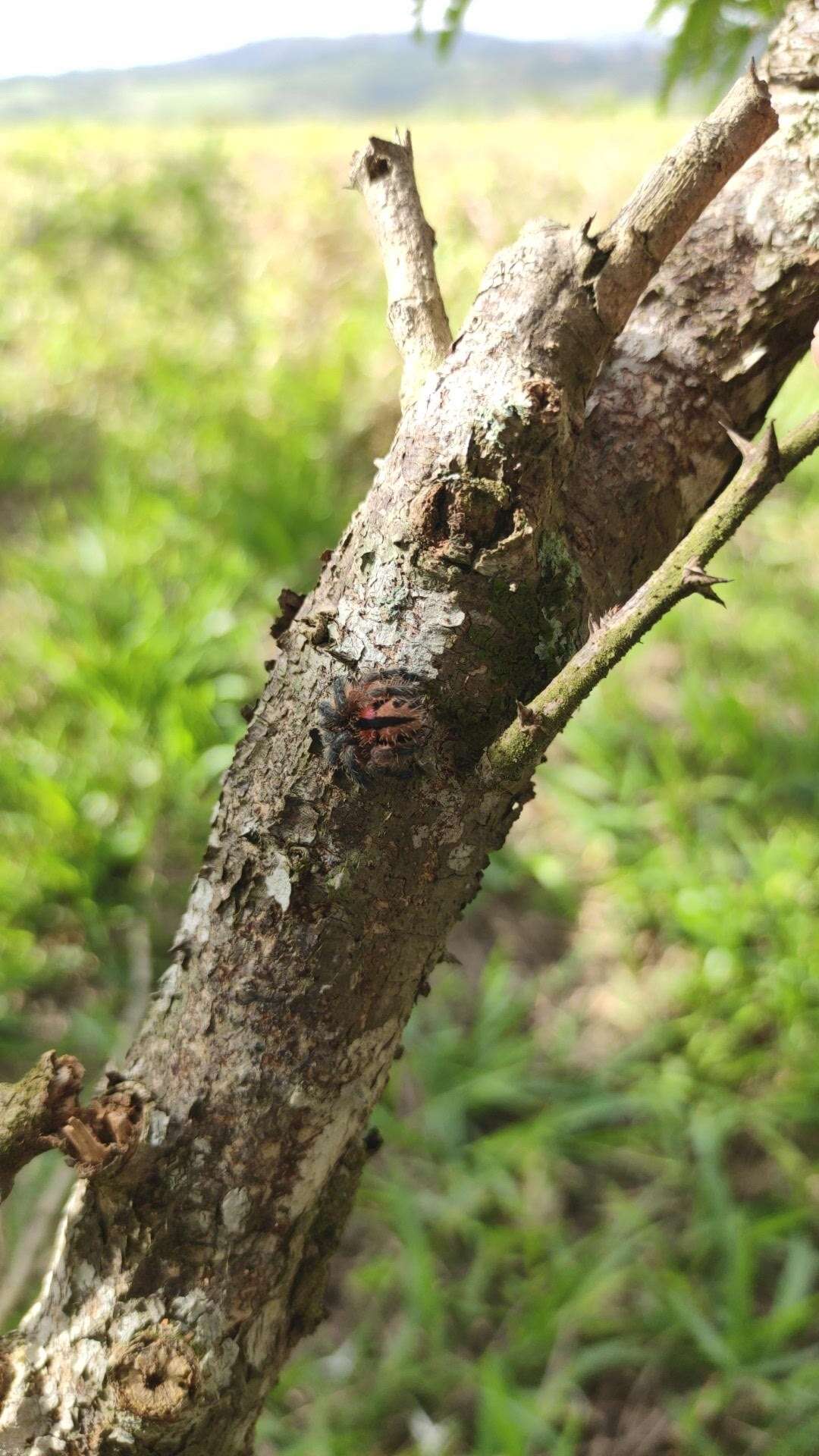 Image of Typhochlaena curumim Bertani 2012