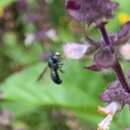 Image of One-spotted Small Carpenter