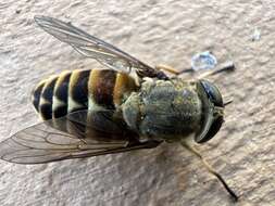 Image of dark giant horsefly