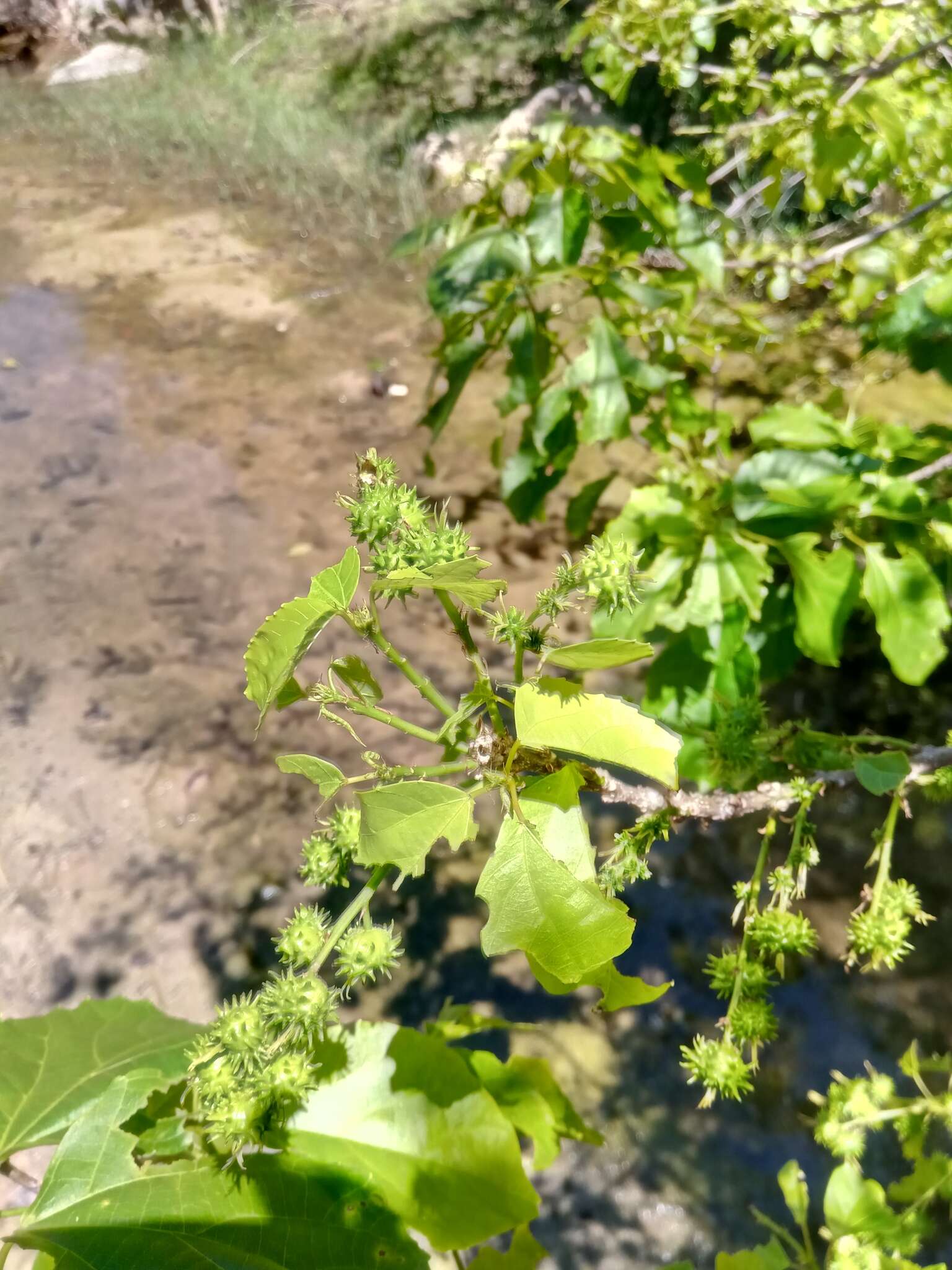 Слика од Alchornea alnifolia (Bojer ex Baill.) Pax & K. Hoffm.