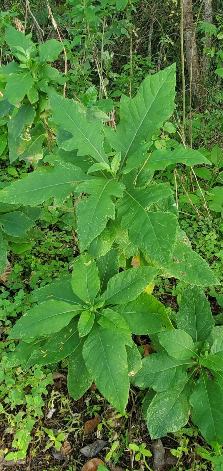 Image of white crownbeard