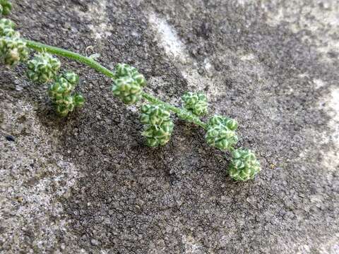 Image of Striped Goosefoot