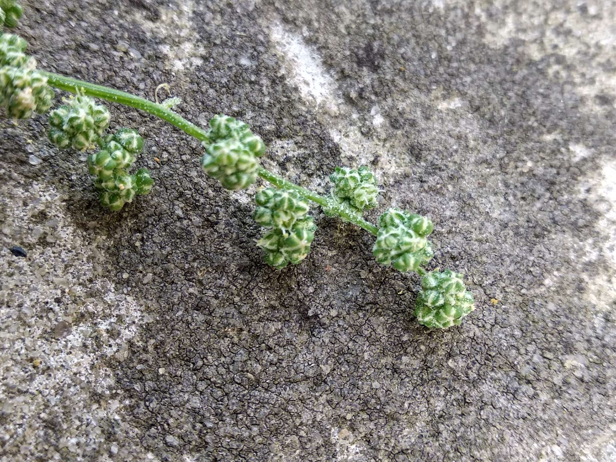 Plancia ëd Chenopodium strictum Roth