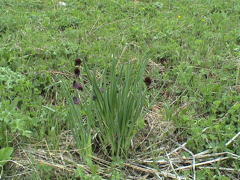 Image of Allium atrosanguineum Schrenk