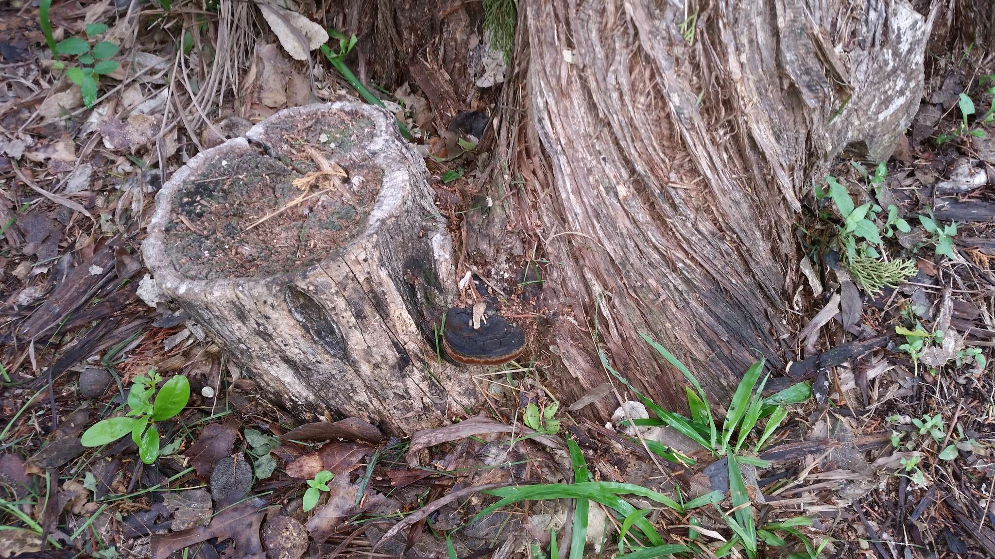 Image of Phellinus badius (Cooke) G. Cunn. 1965