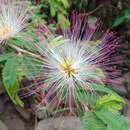 Image of Calliandra caeciliae Harms