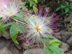 Image de Calliandra caeciliae Harms