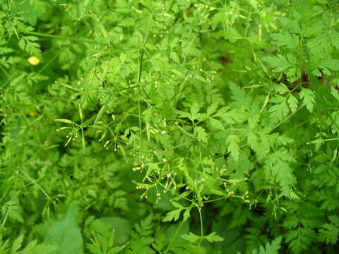 Image of garden chervil