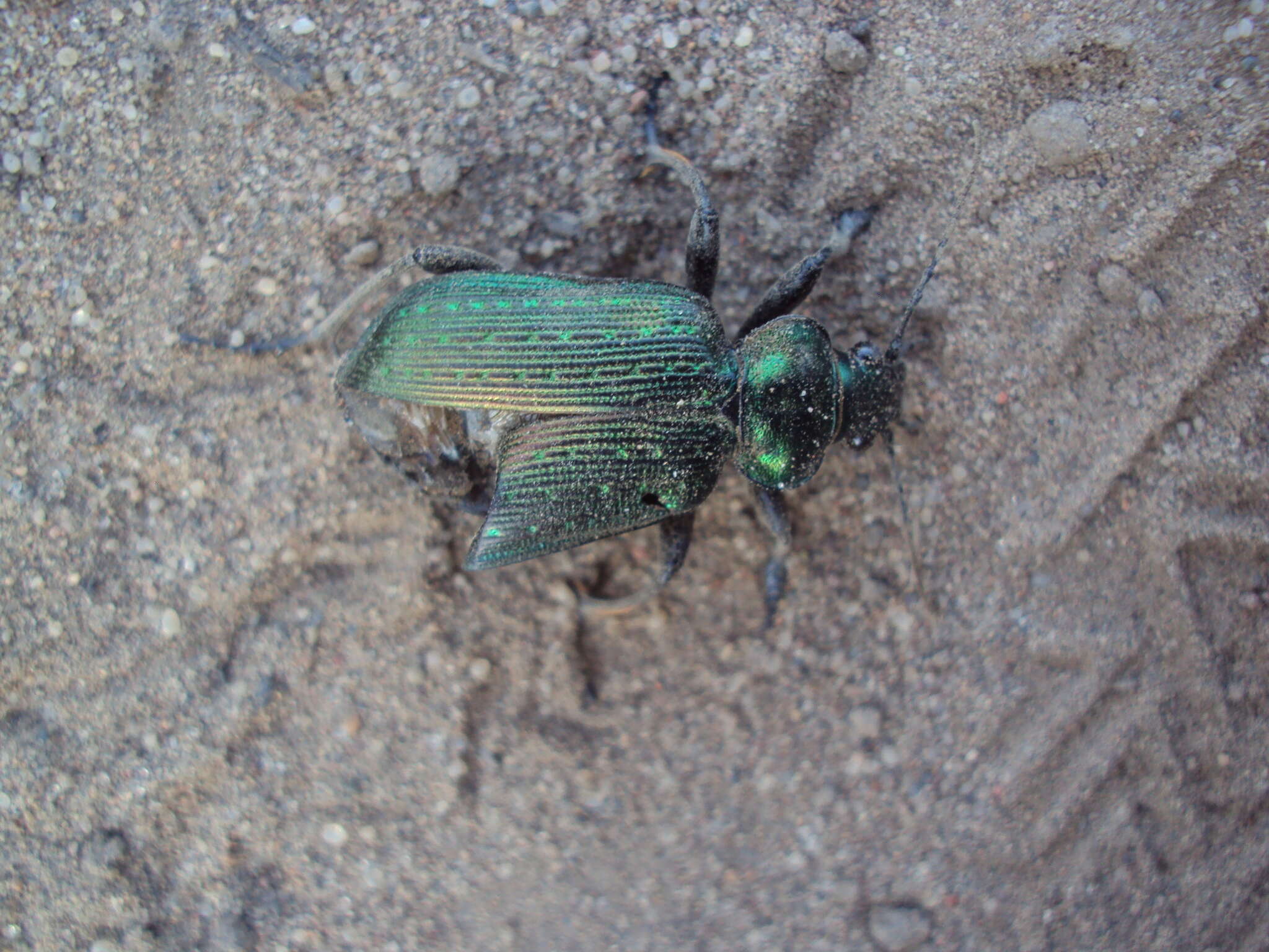 Image of Calosoma (Castrida) retusum (Fabricius 1775)