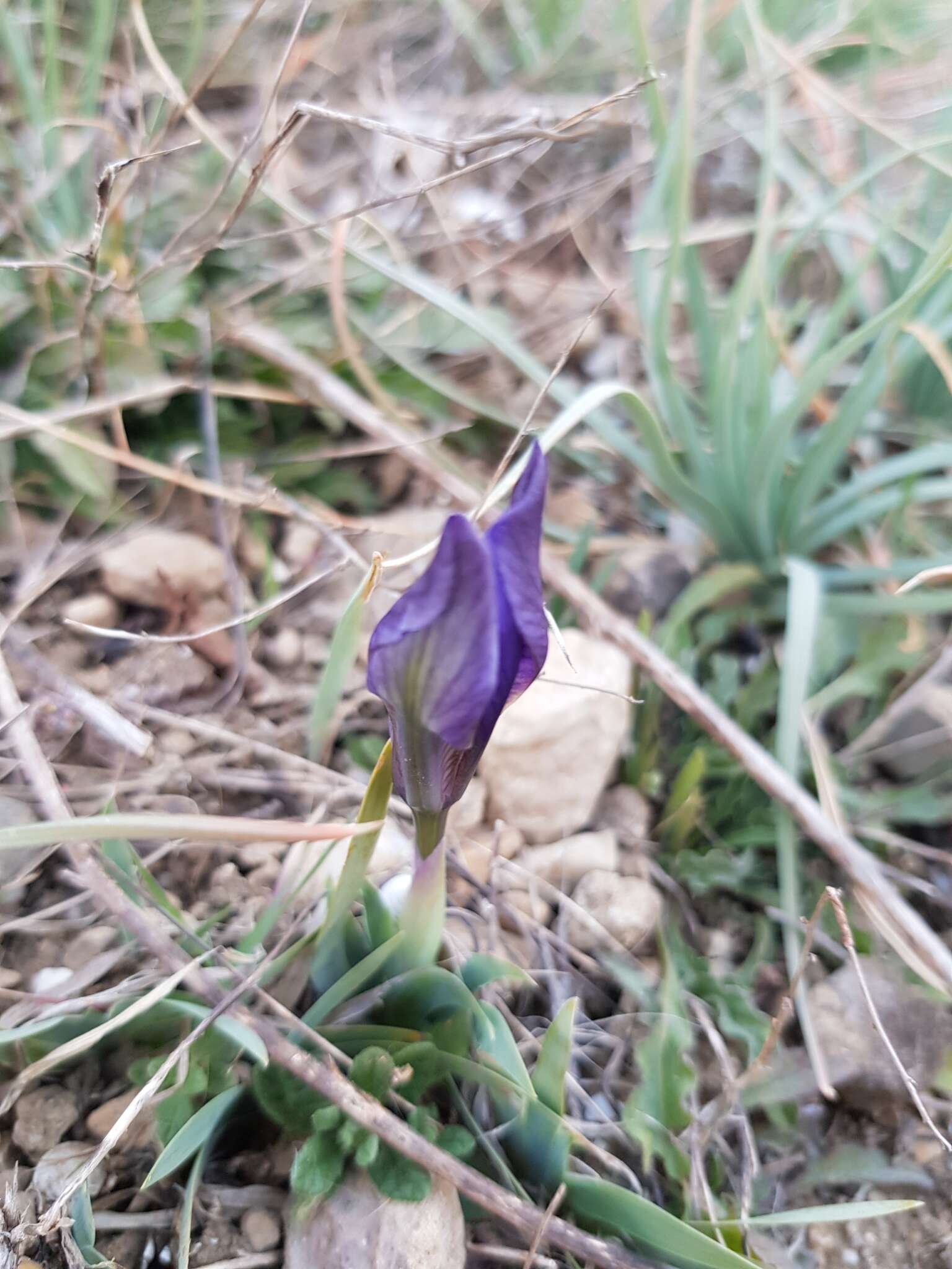 Plancia ëd Iris pumila L.