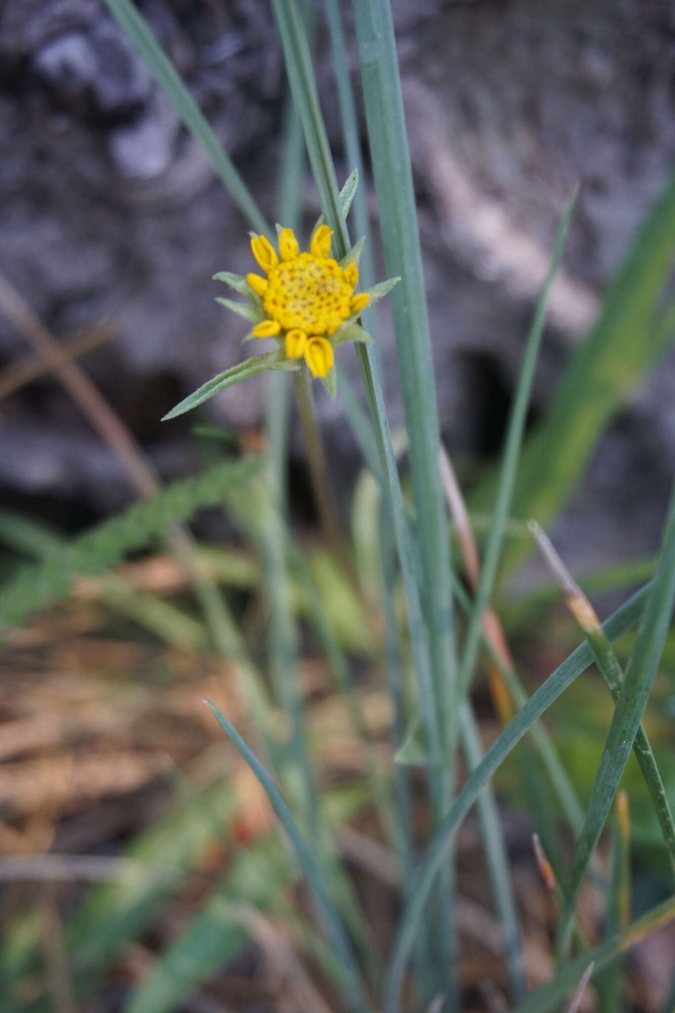 Imagem de Helianthella californica subsp. shastensis (W. A. Weber) W. A. Weber