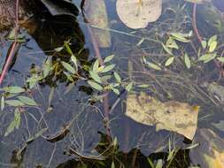 Image of Snail-Seed Pondweed