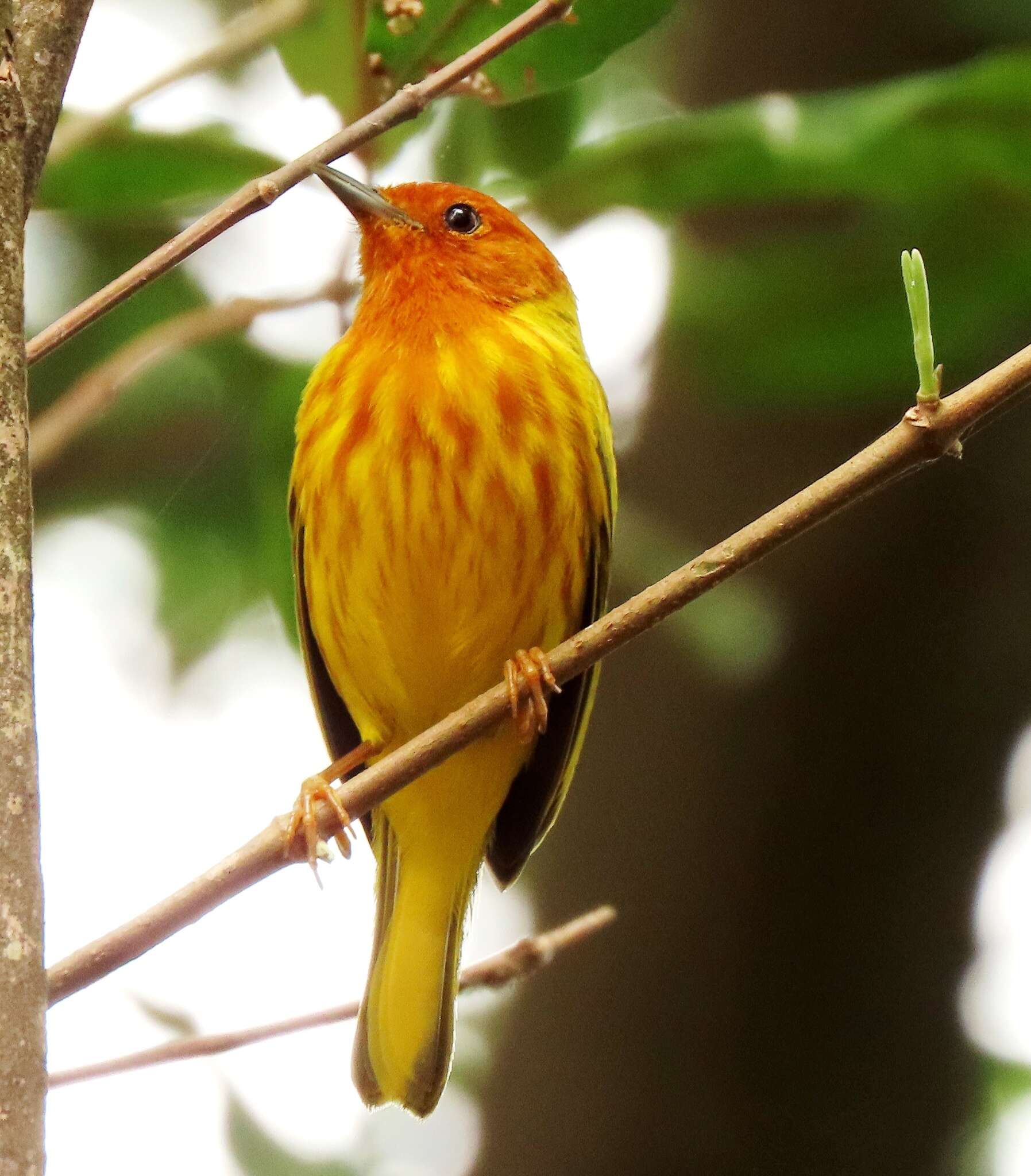 Image of Setophaga petechia aequatorialis (Sundevall 1869)