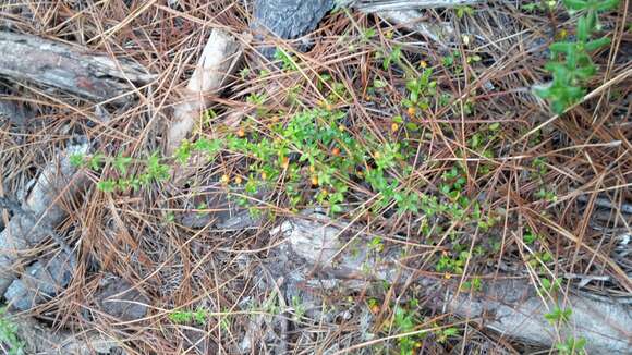 Plancia ëd Galium hypocarpium (L.) Endl. ex Griseb.