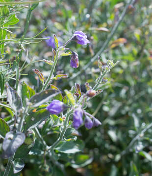 Image of bluewitch nightshade