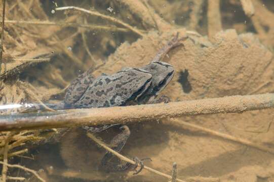 Image of Cajun Chorus Frog