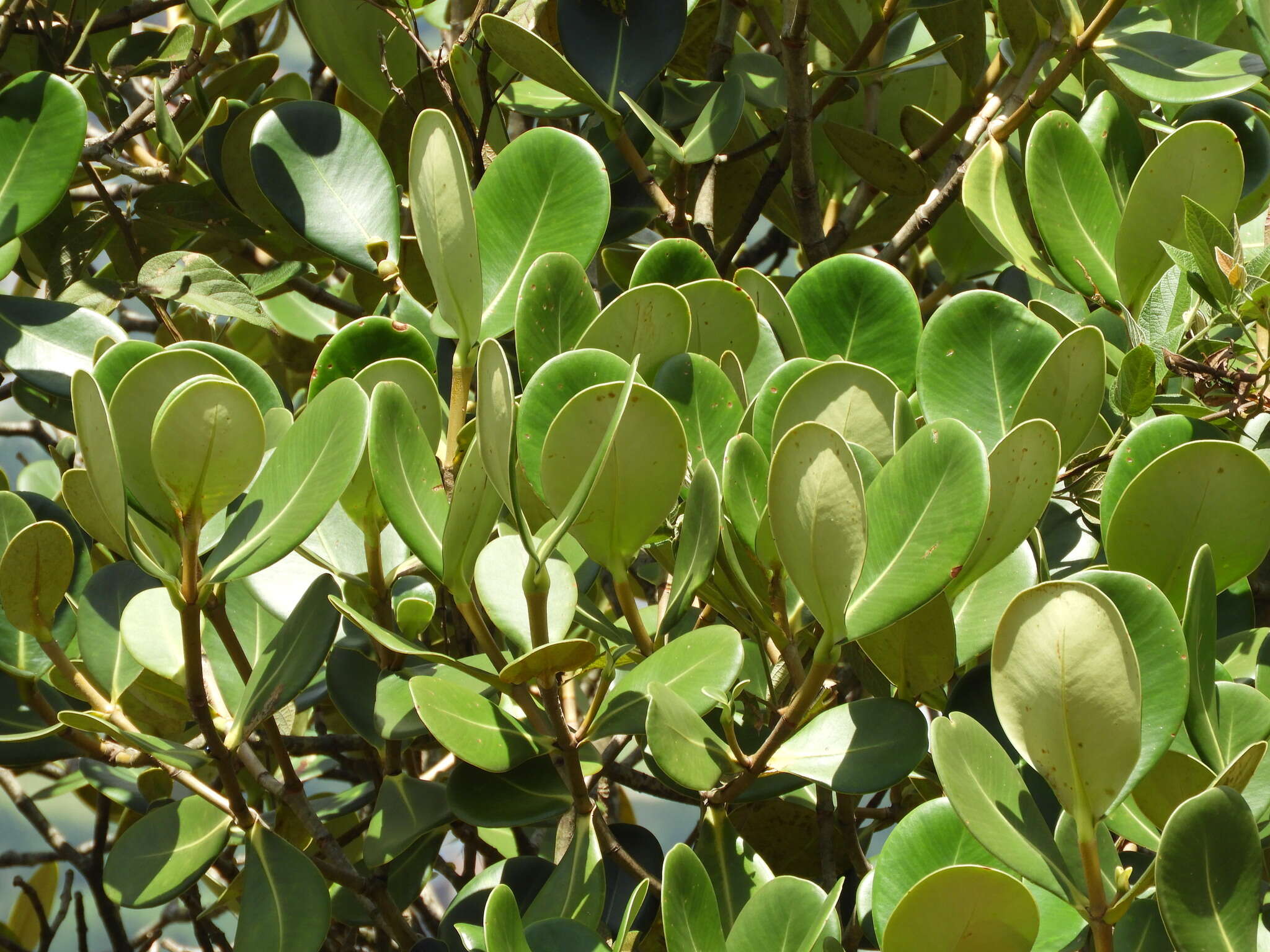 Image of Clusia multiflora Kunth