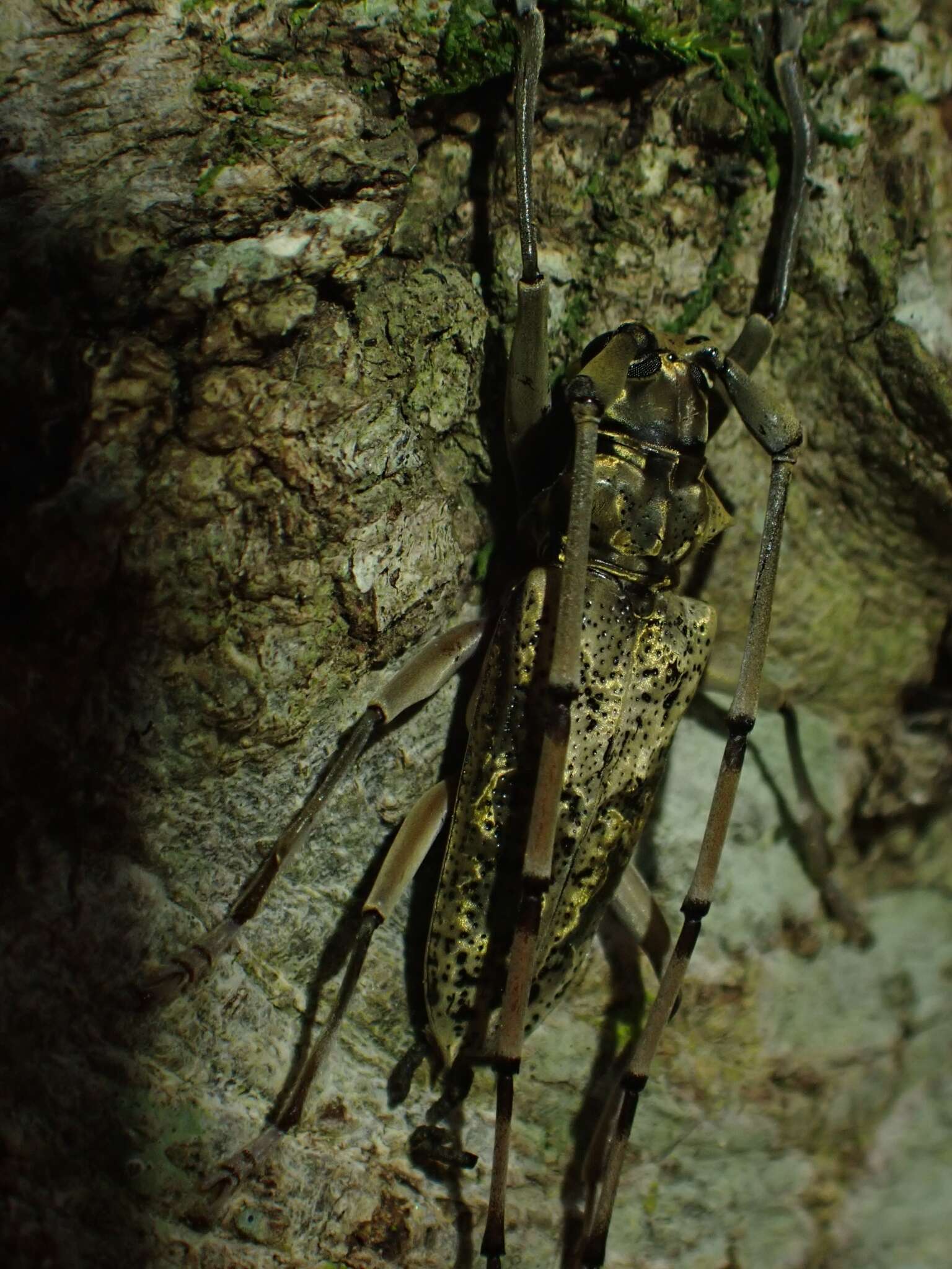 Image of Acalolepta antenor (Newman 1842)