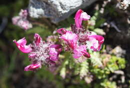 Image de Pedicularis asplenifolia Floerke ex Willd.