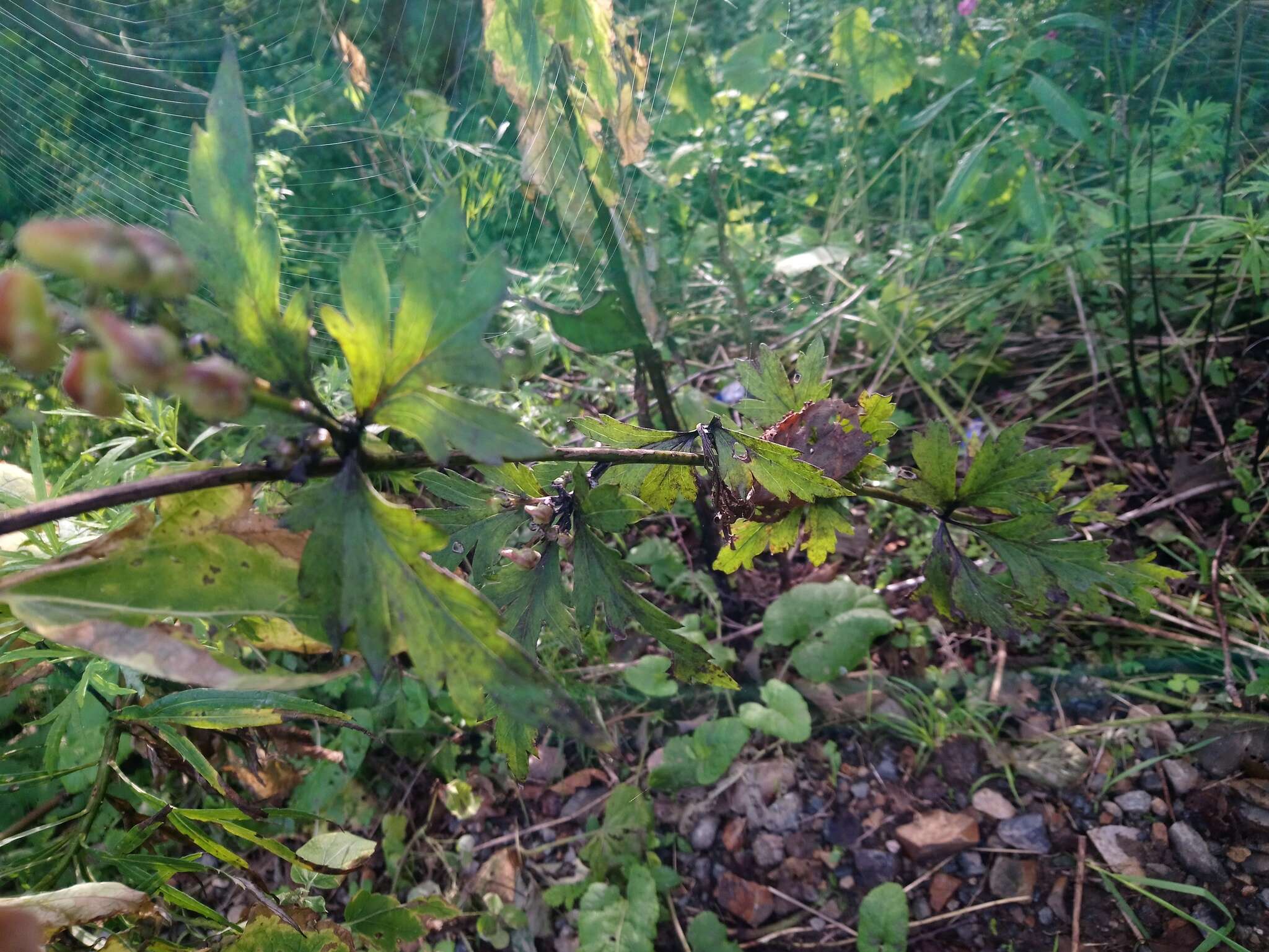 Image of Aconitum jaluense subsp. taigicola (Vorosh.) V. N. Voroshilov