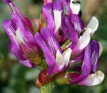 Image of Astragalus oophorus var. oophorus