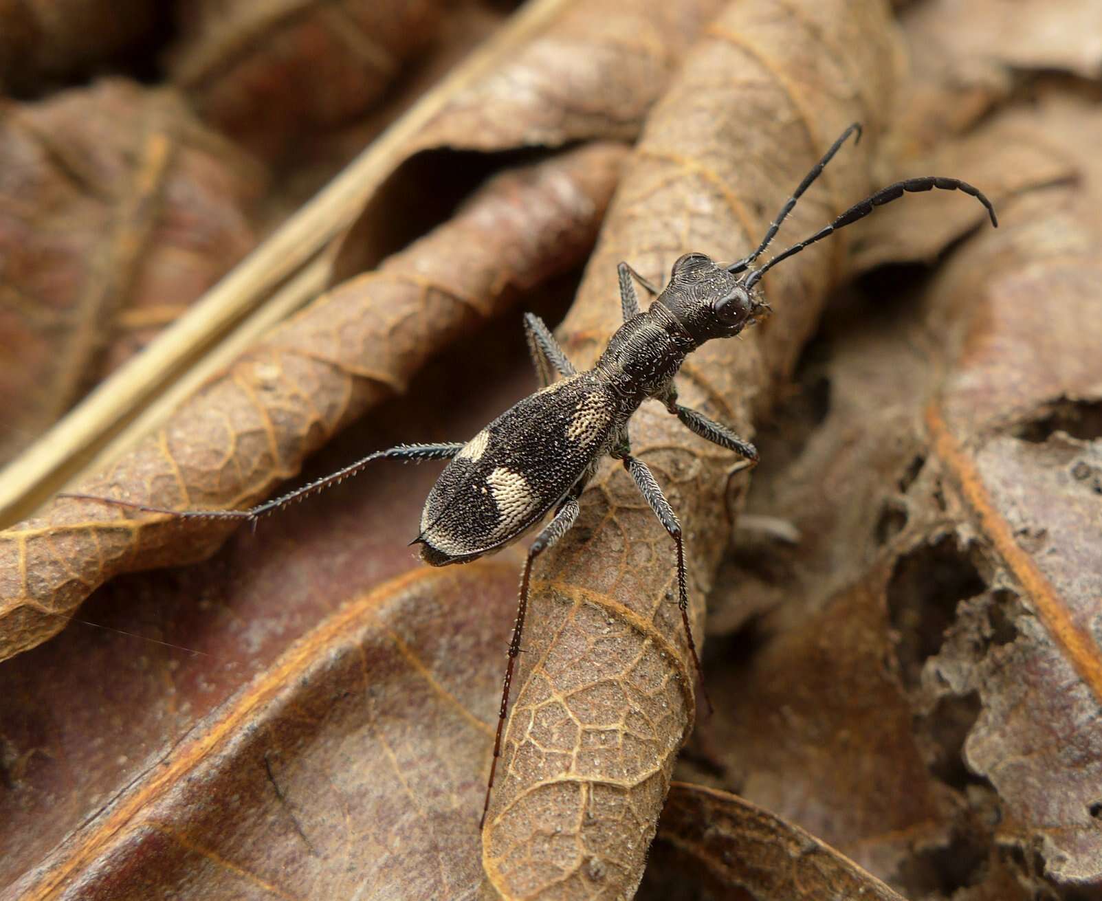 Image of Dromica (Dromica) egregia (Germar 1843)