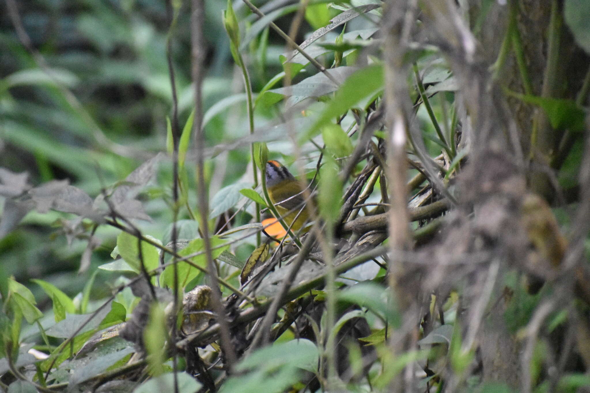 Myiothlypis coronata (Tschudi 1844)的圖片