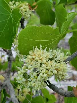 Imagem de Schizenterospermum rotundifolium Homolle ex Arènes