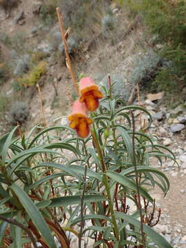 Imagem de Digitalis obscura L.