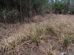 Image of woodrush flatsedge