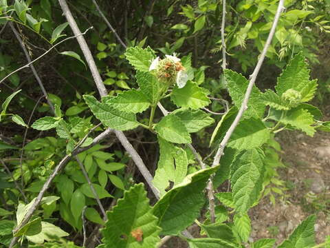 صورة Varronia globosa Jacq.